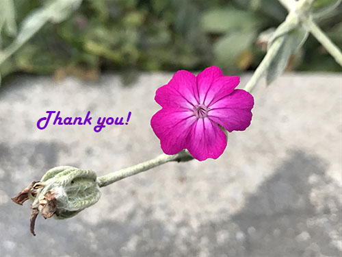 00thanksflower1.jpg