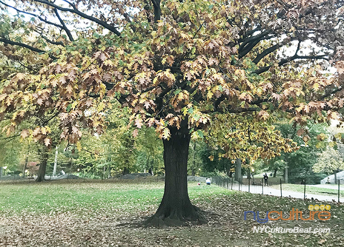 110tree.jpg