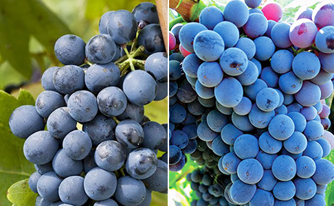 00000Syrah-Grenache.jpg