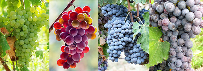 000grapes.jpg