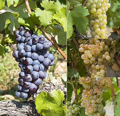 northern-grapes.jpg