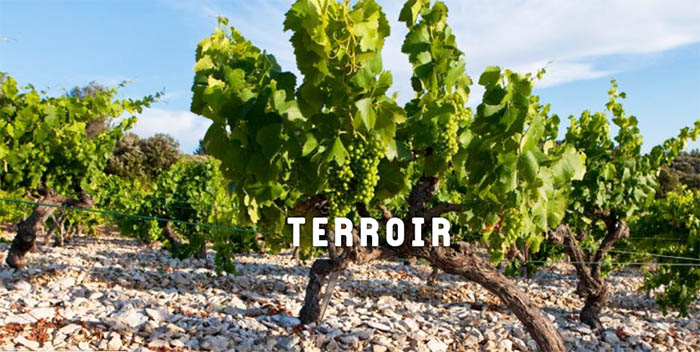 00terroir.jpg