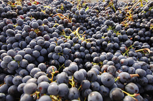 Il-Sangiovese-e-la-sua-corte-Consprzio-Vino-Chianti-6.jpg