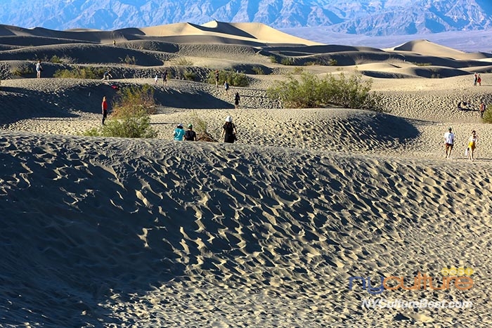 Mesquite Flat Sand DunesYMJNYC2443.jpg