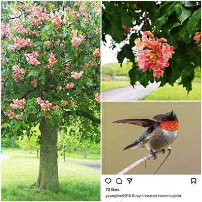 HUMMING BIRD2.jpg