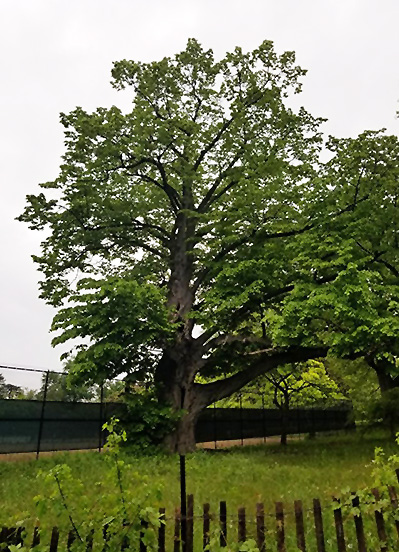 old tree at kessena 2.jpeg