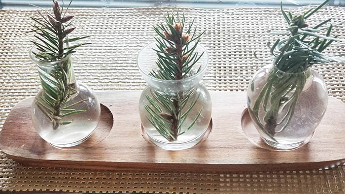 newton pine tree.jpg