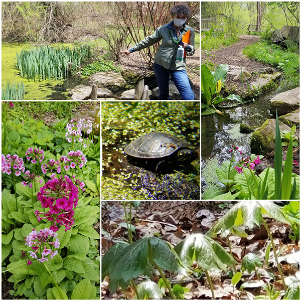 wild flower garden collage.jpg