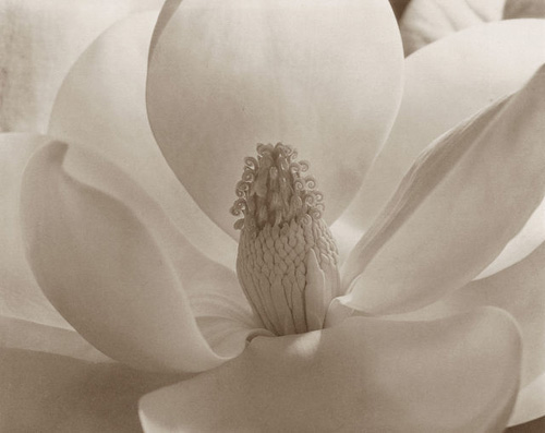 8magnolia.jpg