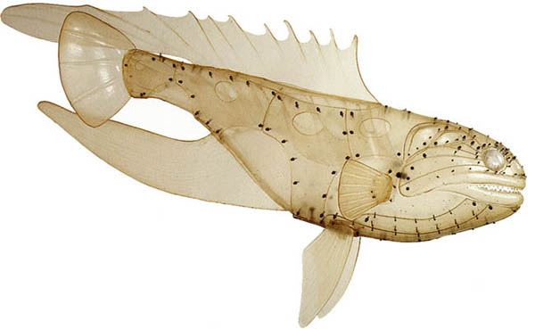 fish.jpg