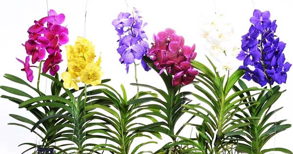 000vanda-div-colors-xl.jpg