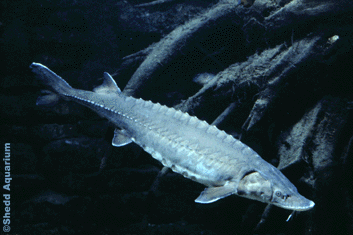 Shedd_LakeSturgeon.gif