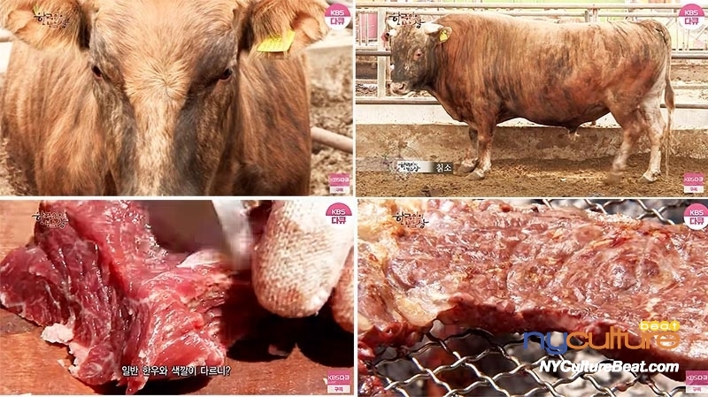 0000칡소.jpg