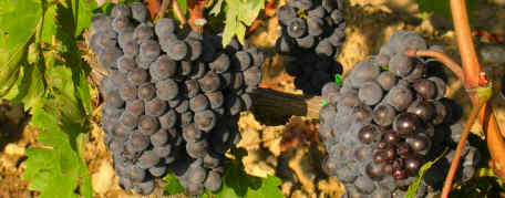 uva-sangiovese-brunello-montalcino.jpg