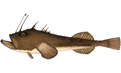 monkfishFNL_RR_Species.png