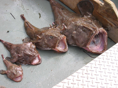 00000monkfish_caught.jpg