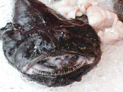 00000Monkfish.jpg