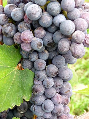 1200px-Close_up_of_Nebbiolo_cluster_in_Italy.jpg