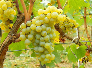 800px-Chardonnay_Moldova.jpg