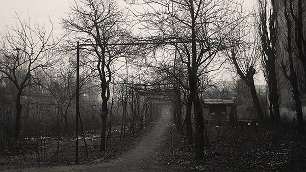 vineyard in 1920.jpg