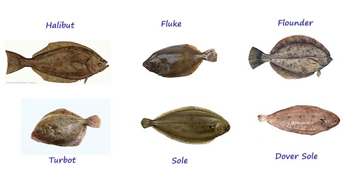 fish.jpg