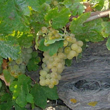 1assyrtiko.jpg