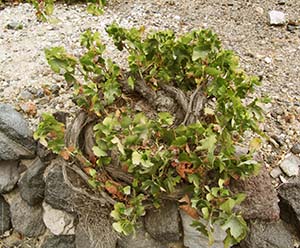 00000bush_training_of_unstaked_Greek_grape_vines.jpg