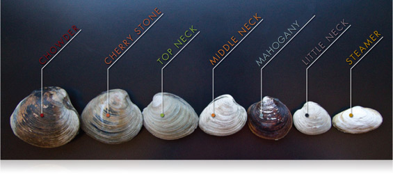 clam-guide2.jpg
