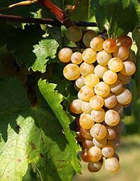 220px-Furmint_grape_cluster.jpg