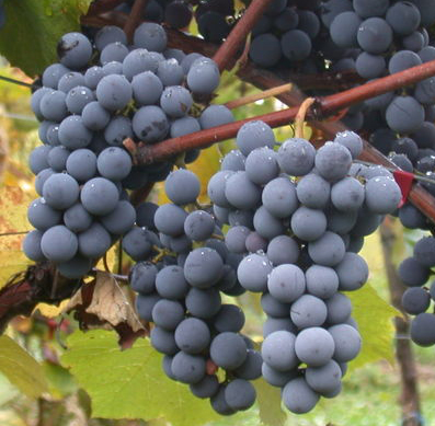 Gamay.jpg