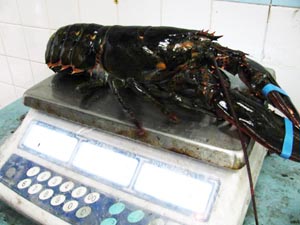 lobster5.jpg