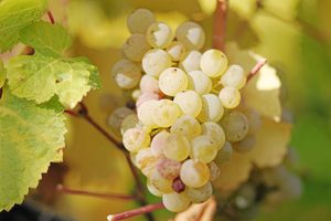 Riesling_grapes_leaves.jpg