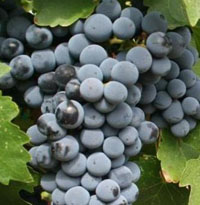 me-Red_Mountain_Cabernet_Sauvignon_grapes_from_Hedge_Vineyards.jpg