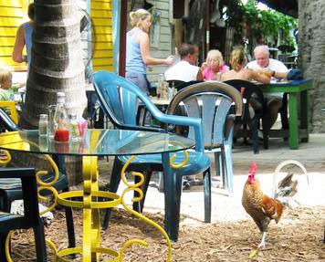 Key_West-Chickens_walking_around_at_Blue_Heaven.jpg