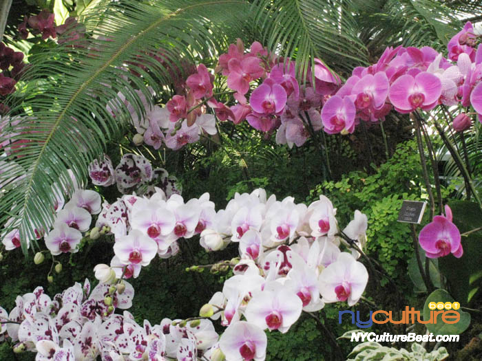 orchid6.jpg