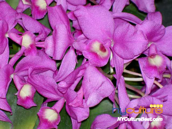 orchid4.jpg