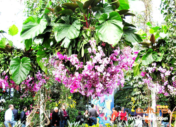 orchid1.jpg