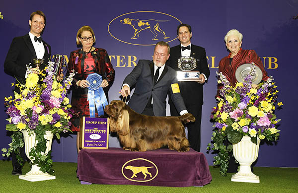 Sussex-Spaniels_1.jpg