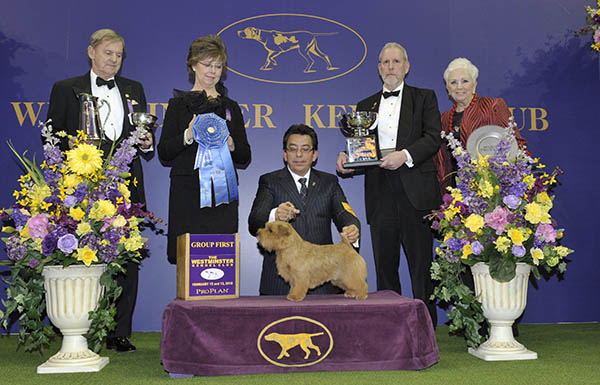 Norfolk-Terriers_1.jpg