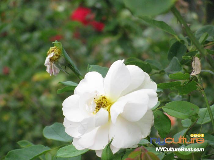 BrooklynMuseum-killer-heels 386.JPG