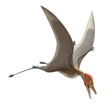 8.Preondactylus.jpg