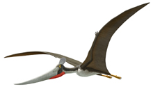 14.Dawndraco.jpg