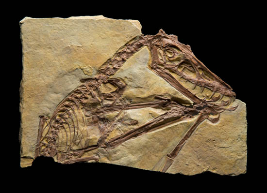 13.Scaphognathus fossil.jpg