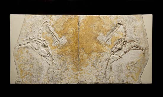2.Pterodactylus fossil.jpg