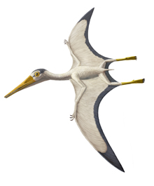1.Pterodactylus.jpg