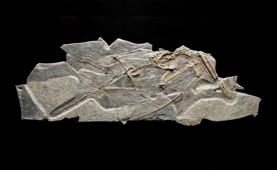 10.Wukongopterus fossil.jpg
