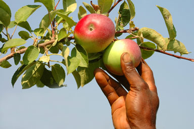 apple-picking.jpg