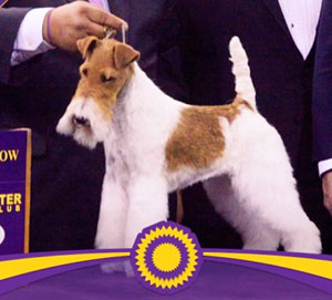 dog-show-sky-wire-terrier-best-in-show-WKC-600x600.jpg