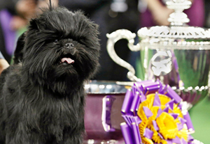 dogshow-2013.jpg