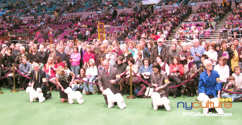 dogshow3.JPG